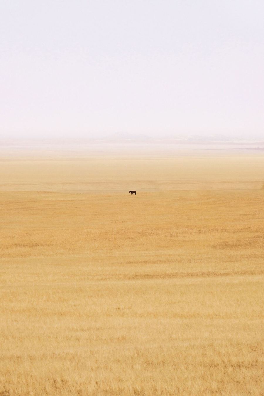 Weite Grassteppe der Makgadikgadi-Pfannen mit einem einzelnen Tier