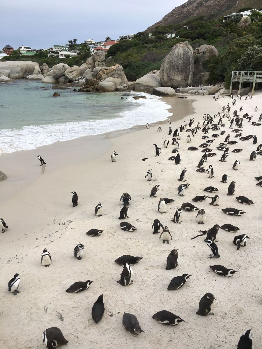 Pinguine am Boulders Beach