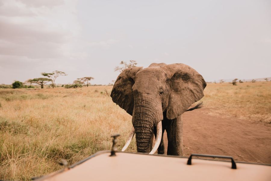 Ein Elefantenbulle kommt direkt auf den Safariwagen zu