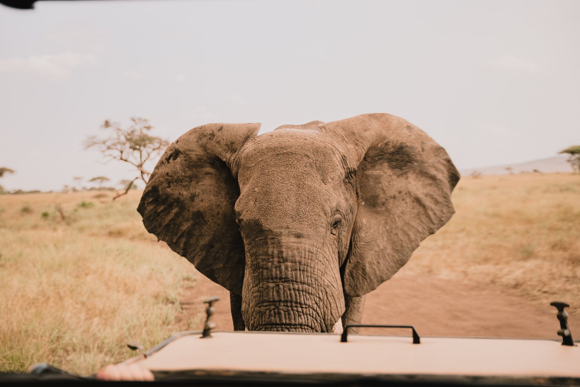Elefant steht direkt vor dem Safari-Fahrzeug