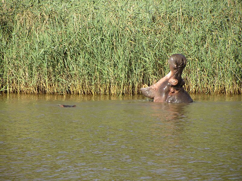 Flusspferd taucht zwischen Schilf im Wasser auf