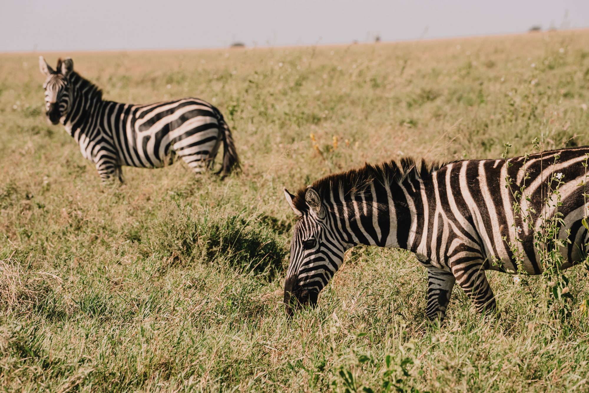Zwei Zebras im grünen Gras